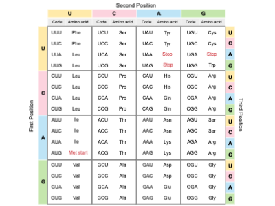Slides Presentations template Codon Chart