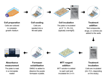 Slides Presentations template MTT Assay Protocol