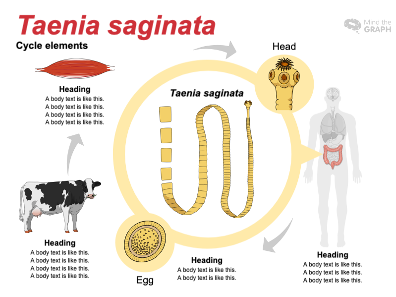 Taenia Saginata Infection Intestinale QGWR